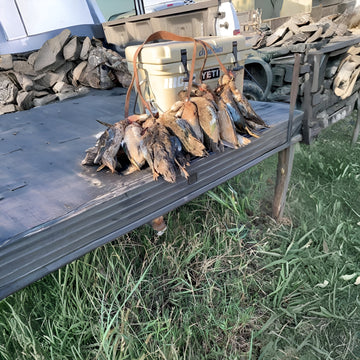 Teal Hunt – Field Blind (Max 8 Guns)